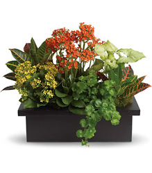 Stylish Plant Assortment  from In Full Bloom in Farmingdale, NY